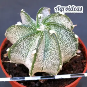 Astrophytum capricorne var. niveum