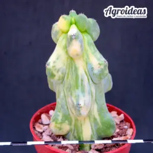 Myrtillocactus cv. fukurokuryuzinboku "variegata"