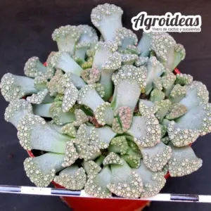 Titanopsis calcarea
