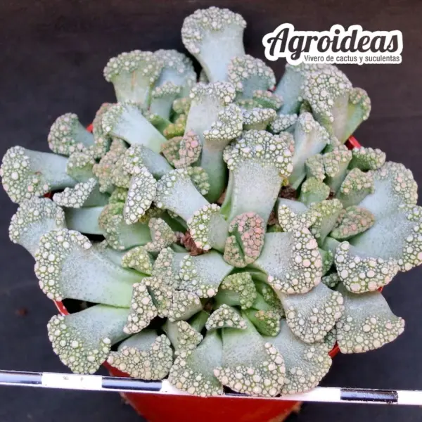 Titanopsis calcarea