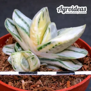 Gasteria cv. Ivory