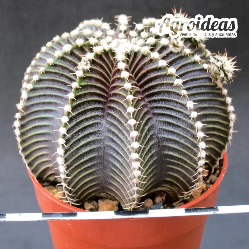 Gymnocalycium friedrichii "Thai Selección-Gran Ejemplar"