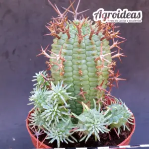 Euphorbia stellispina "Gran Ejemplar"