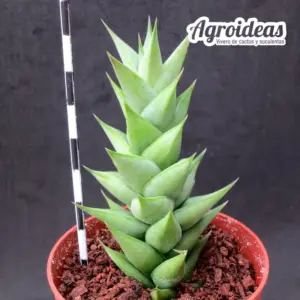 Astroloba herrei "Prince Albert"