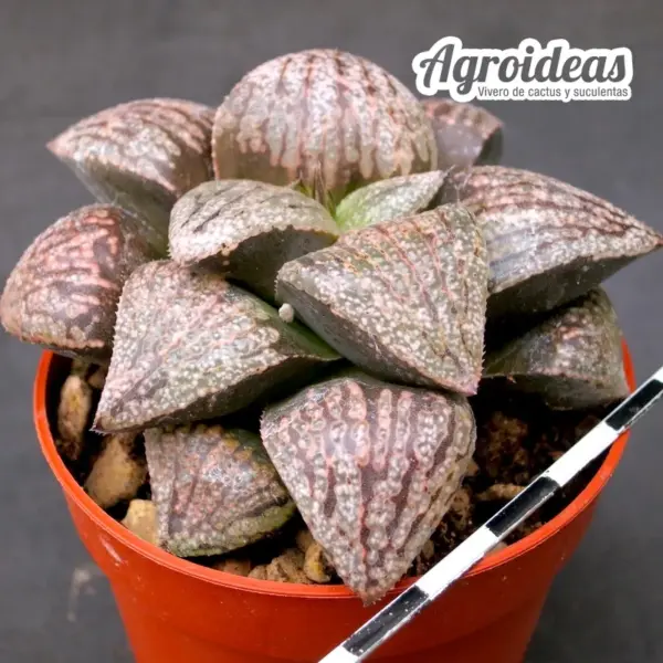 Haworthia cv. "Picsplendens" - Imagen 2