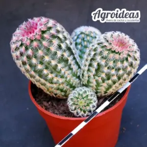 Echinocereus rigidissimus var. rubispinus "policéfalo"