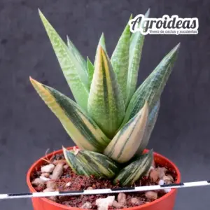 Haworthia glabrata "variegata"