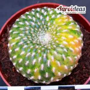 Sulcorebutia arenacea "Variegata"