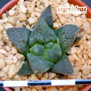 Ariocarpus fissuratus