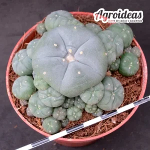 Lophophora williamsii var. caespitosa