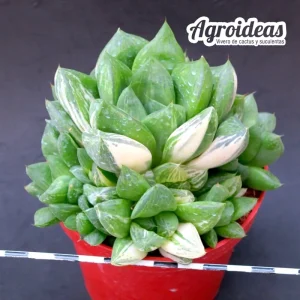Haworthia cuspidata «Variegata»