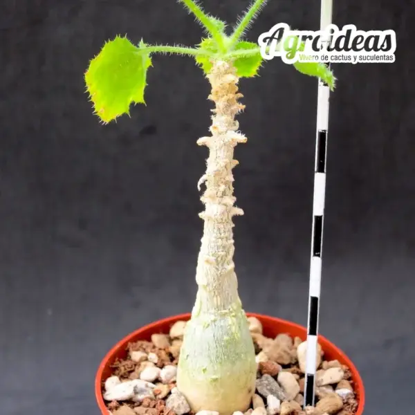 Dendrosicyos socotranum - Imagen 2