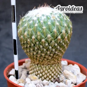 Pelecyphora strobiliformis