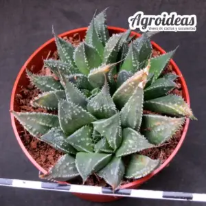 Haworthia emelyae "Rooiberg Pass"