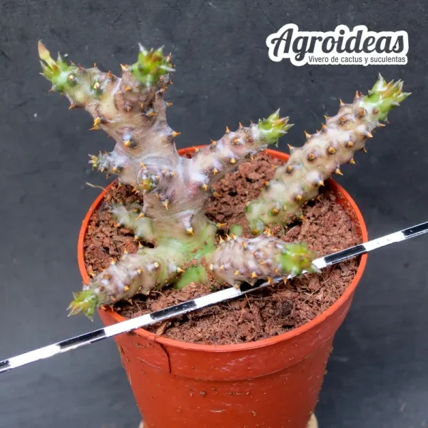 Edithcolea grandis - Imagen 2