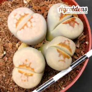 Lithops julii C183 AKA: «Hot Lips»
