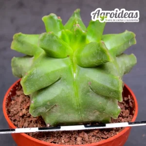 Astrophytum "Kikko" myriostigma var. nudum "Selección