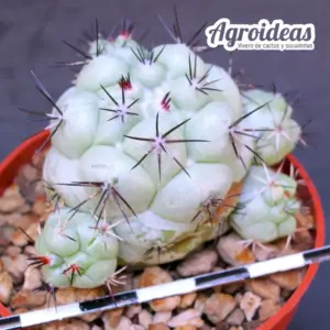Ortegocactus macdougallii