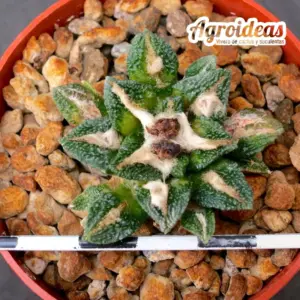 Ariocarpus kotschoubeyanus X fissuratus