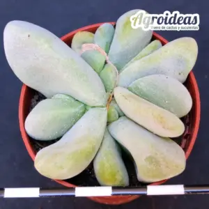 Glottiphyllum oligocarpum