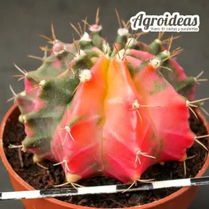 Gymnocalycium mihanowichii “Pink variegata”