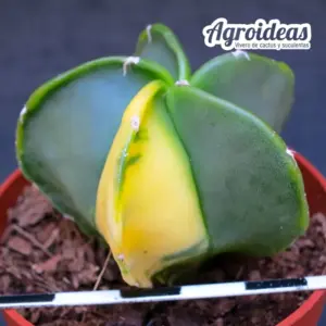 Astrophytum myriostigma var. nudum «Variegata»