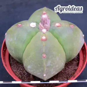 Astrophytum myriostigma var. quadricostatum & nudum "strongylogonum" Ejemplar MØ-11cm
