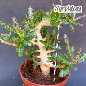 Boswellia nana "Ejemplar 17 años"
