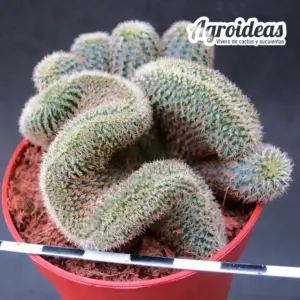 Frailea mammifera "cristata"