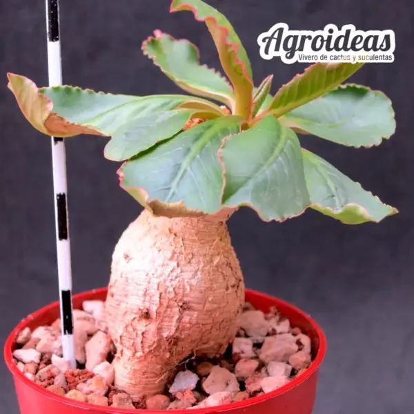 Euphorbia primulifolia - Imagen 2