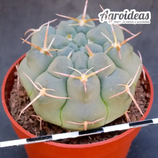 Gymnocalycium prochazkianum ssp. simile - Imagen 2