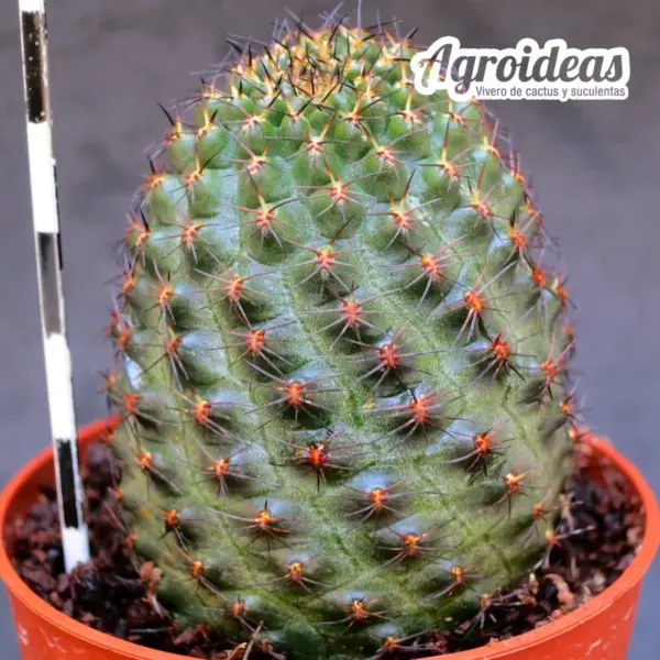Mediolobivia supthuniana - Imagen 2