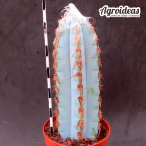 Pilosocereus glaucescens