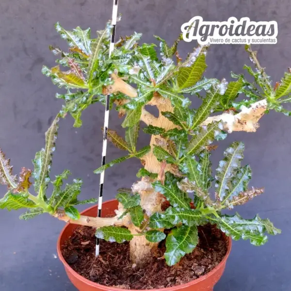 Boswellia nana "Ejemplar 17 años" - Imagen 2