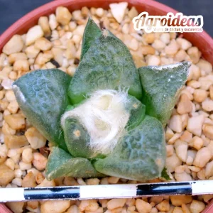 Ariocarpus fissuratus