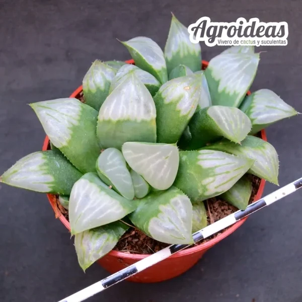 Haworthia mutica cv. byakuya - Imagen 2