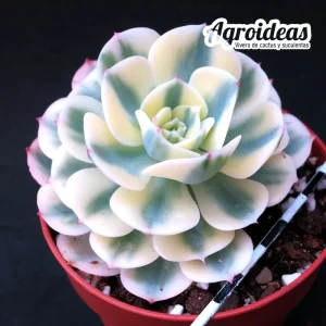 Echeveria "Lenore dean" variegata