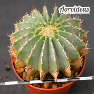 Geohintonia mexicana "Ejemplar 7 años"