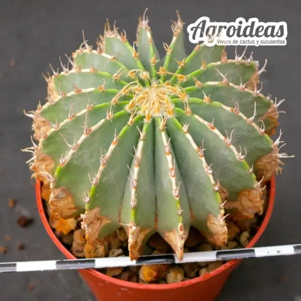 Geohintonia mexicana "Ejemplar 7 años"
