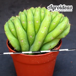 Trichocereus pachanoi AKA: San Pedro