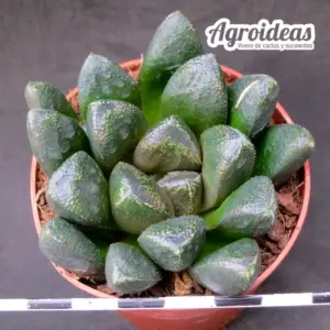 Haworthia "Russier"