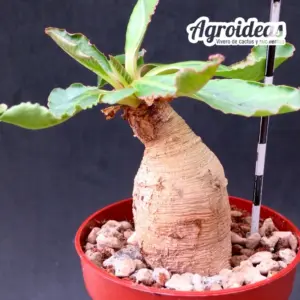 Euphorbia primulifolia