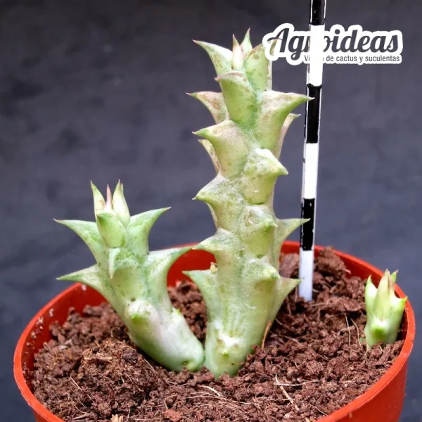 Orbea wismanii X hesperidum - Imagen 2