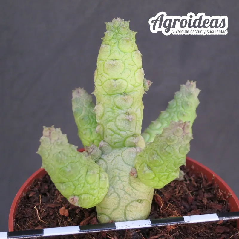 Stapelianthus madagascariensis x Pseudolithos migiurtinus - Imagen 2