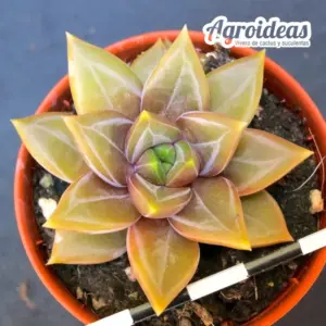Echeveria "Danika"