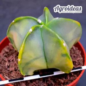 Astrophytum myriostigma var. nudum «Variegata»