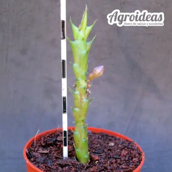 Orbea subterranea - Imagen 2