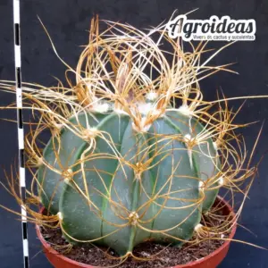 Astrophytum crassispinum cv. buffalo MØ-11cm