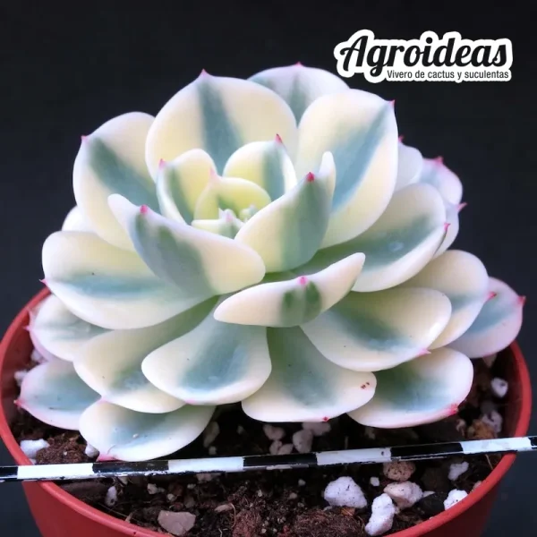 Echeveria "Lenore dean" variegata - Imagen 2