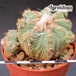 Aztekium ritterii "Gran Ejemplar"